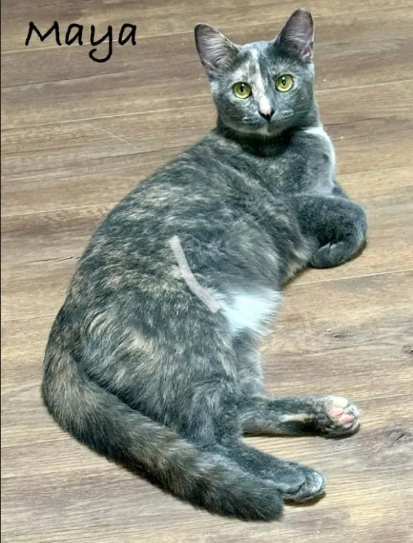 A young large-sized female Domestic Short Hair cat named Maya for adoption in Fort Worth, TX