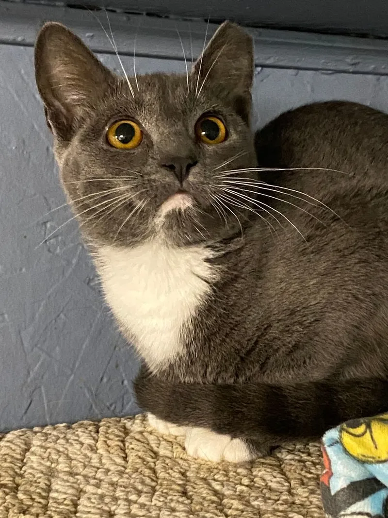 A young medium-sized female Gray & White Domestic Short Hair cat named Autumn for adoption in New Richmond, WI