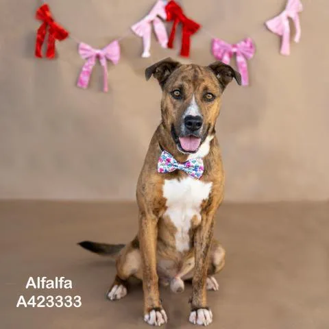 A young large-sized male Pit Bull Terrier dog named Alfalfa for adoption in Conroe, TX
