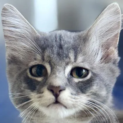A baby medium-sized male Domestic Medium Hair cat named Elliot Stabler for adoption in Pleasanton, CA