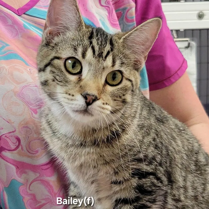 A baby medium-sized female Black Domestic Short Hair cat named Bailey for adoption in Mazon, IL