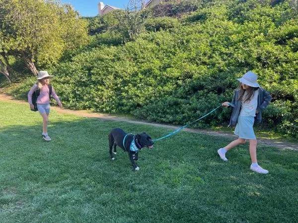 A senior large-sized female Pit Bull Terrier dog named Betty for adoption in San Diego, CA