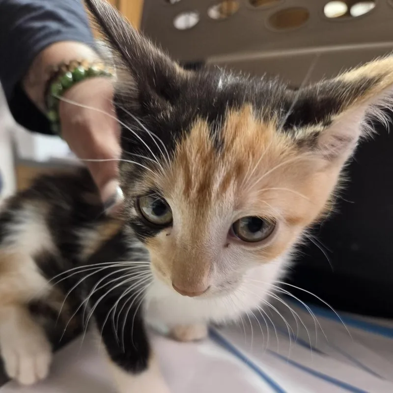 A baby small-sized female Black Domestic Short Hair cat named Cycle for adoption in Leander, TX