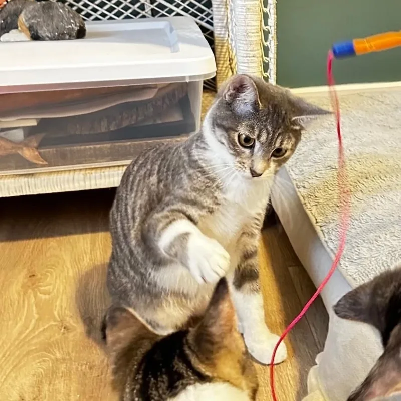 A baby medium-sized female Tabby (Gray / Blue / Silver) Domestic Short Hair cat named Bonnie for adoption in Lincoln, NE
