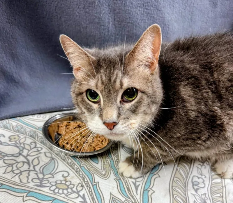 An adult medium-sized male Domestic Short Hair cat named Big Chief Bogo for adoption in Hagaman, NY