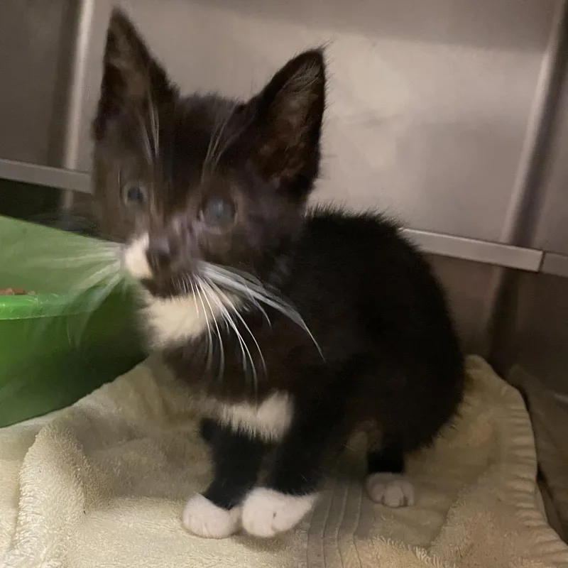 A baby small-sized female Black Domestic Short Hair cat named Peep for adoption in Bristol, IN