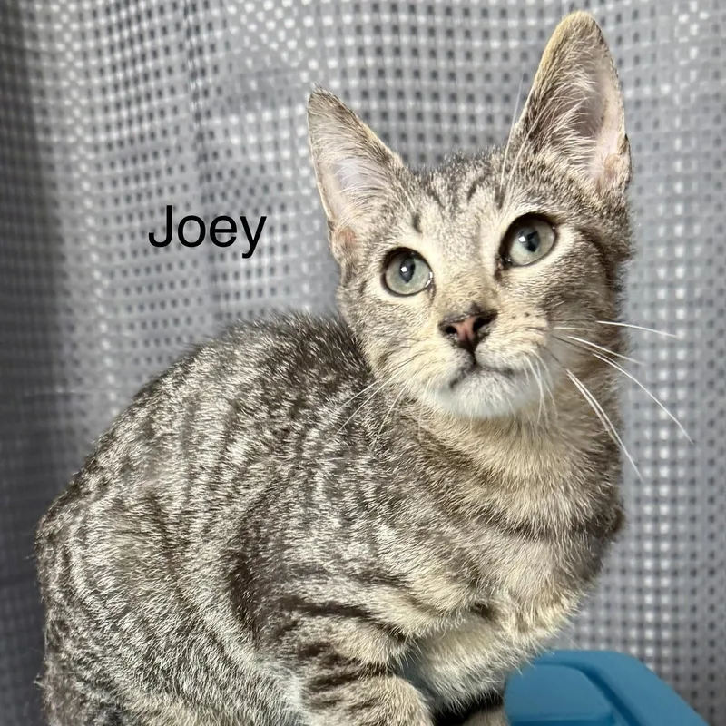 A young medium-sized male Tabby (Gray / Blue / Silver) Domestic Short Hair cat named Joey for adoption in SNOW HILL, NC