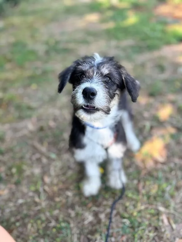 A baby small-sized male Black Goldendoodle dog named Benny for adoption in Aiken, SC