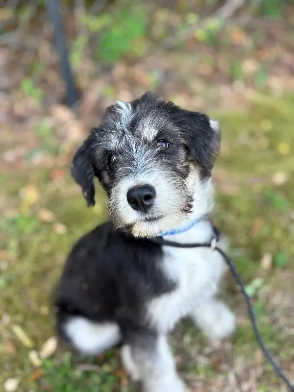 Benny thumbnail 6