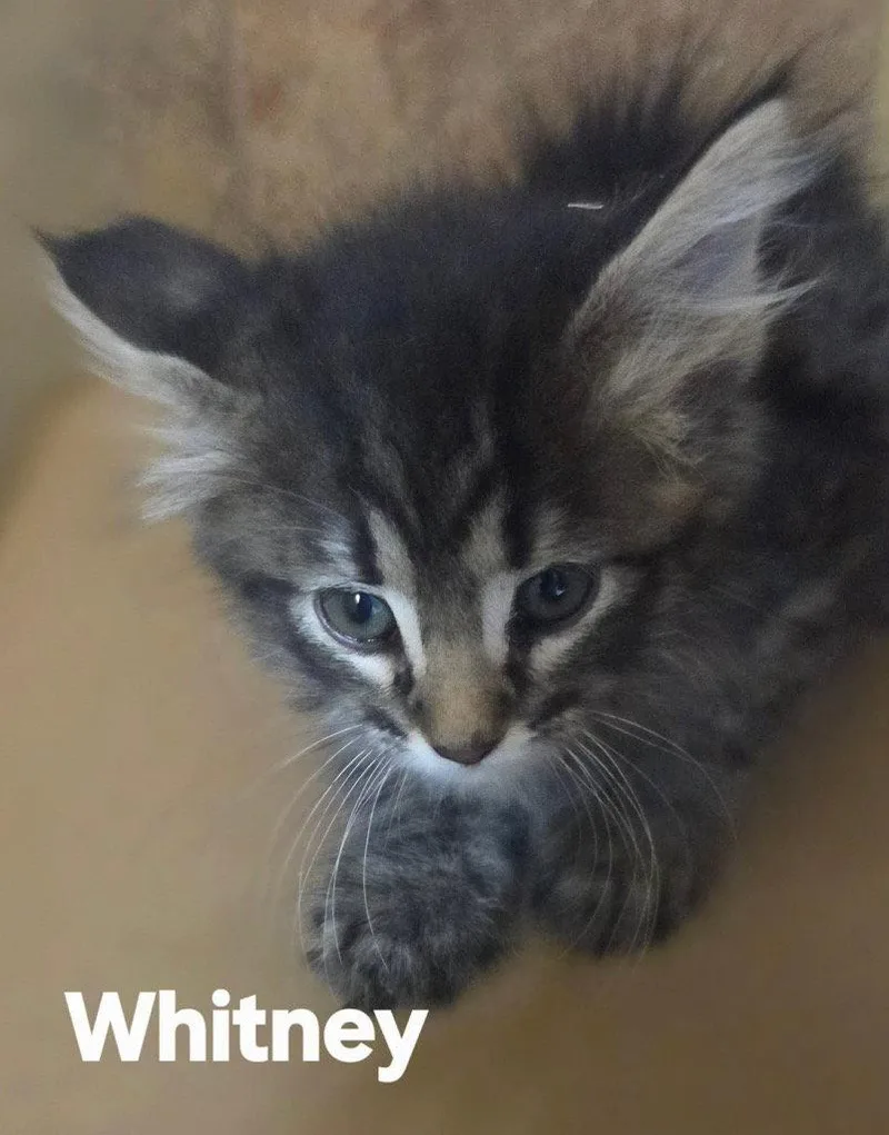 A baby small-sized male Domestic Short Hair cat named Whitman for adoption in Saint George, UT