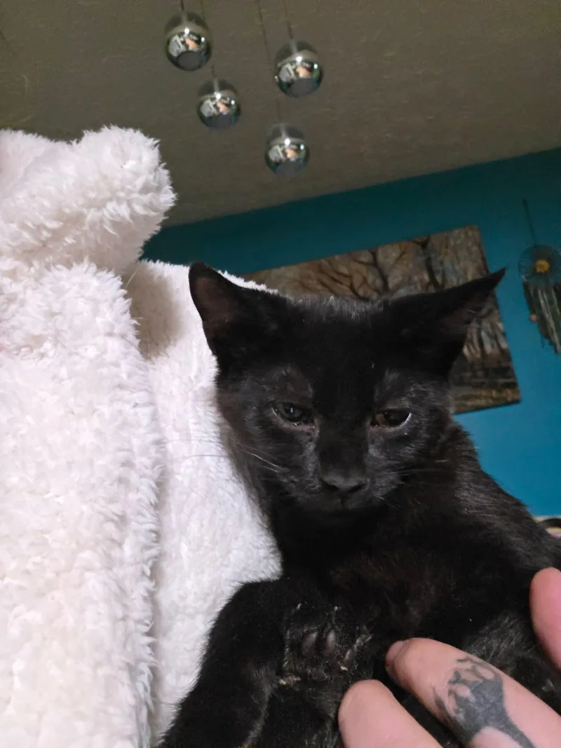 A baby medium-sized female Black Domestic Short Hair cat named Pepper for adoption in Aberdeen, NC