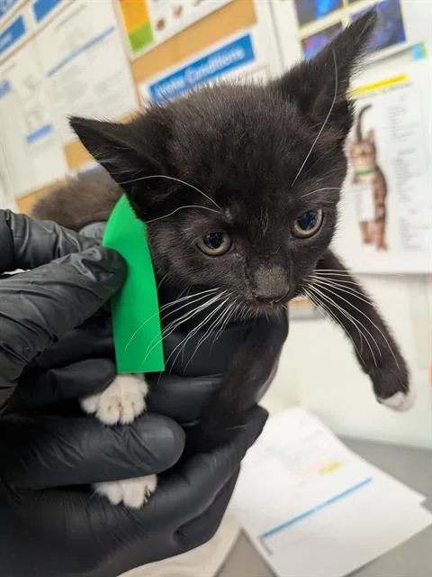 A baby small-sized female Domestic Short Hair cat named Lucy for adoption in Camarillo, CA
