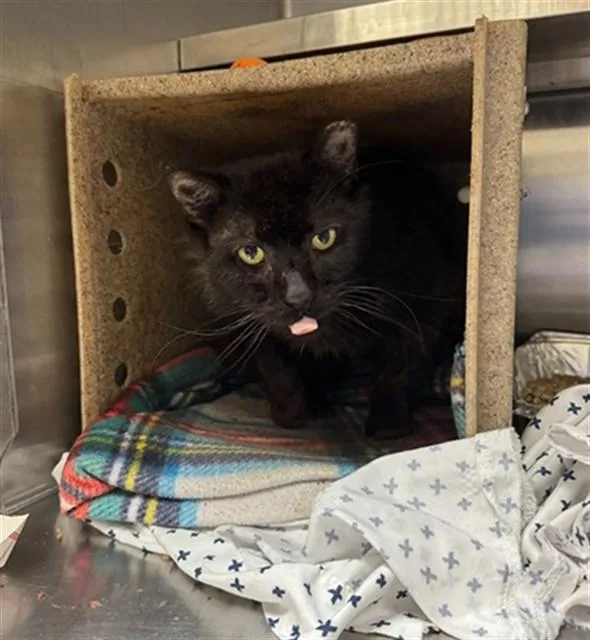 An adult medium-sized male Domestic Short Hair cat named Catnip for adoption in Louisville, KY