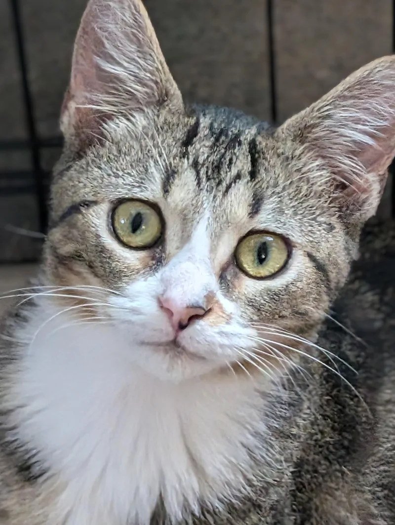 A baby medium-sized female Domestic Short Hair cat named Twiggy for adoption in Johnsburg, IL