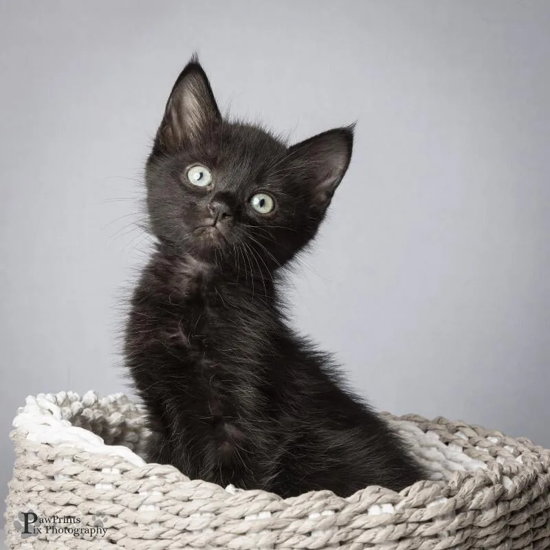 A young medium-sized female Black Domestic Short Hair cat named Willa for adoption in Maryville, TN