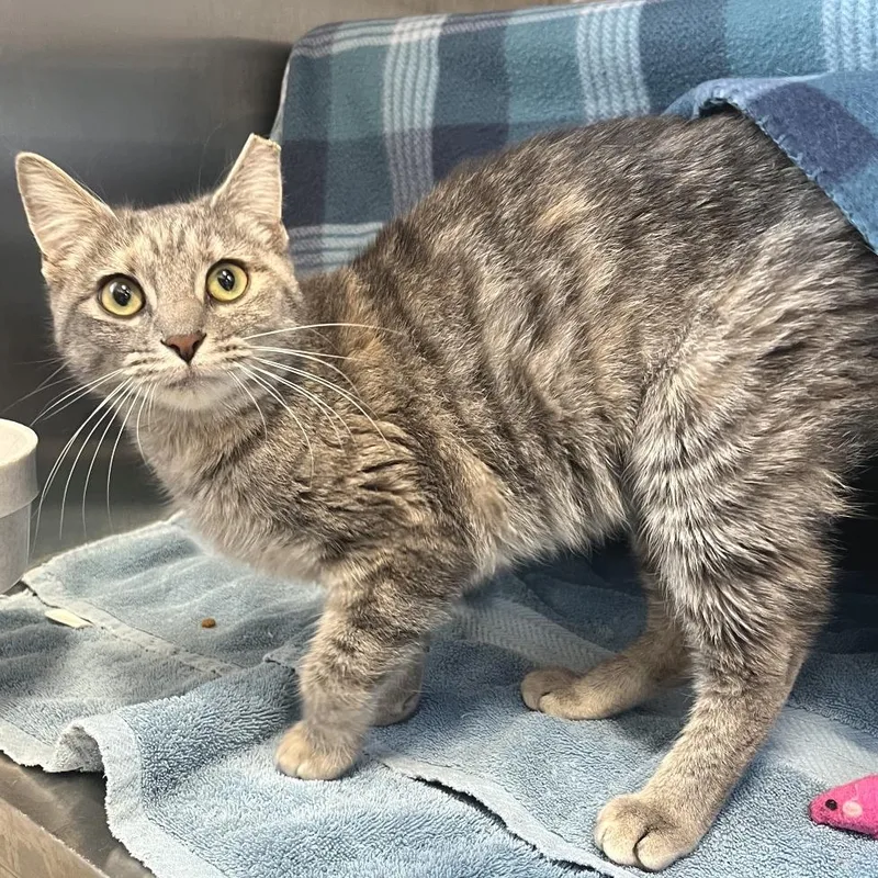 A young medium-sized female Gray / Blue / Silver Domestic Short Hair cat named Jenny From The Block for adoption in Fort Wayne, IN