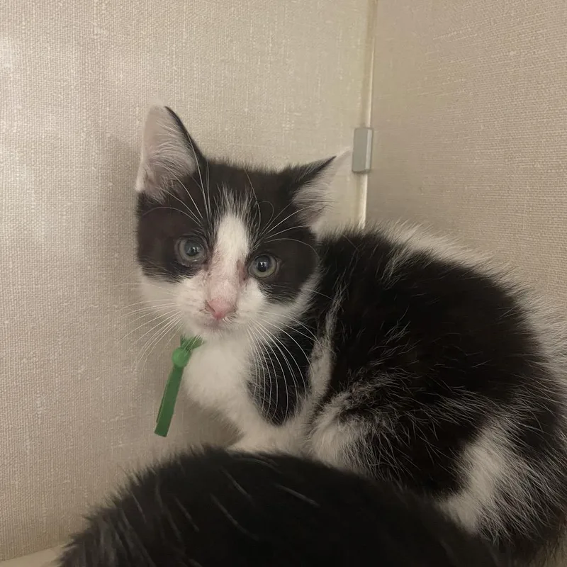 A baby small-sized male Black Domestic Medium Hair cat named Dash for adoption in Mentor, OH