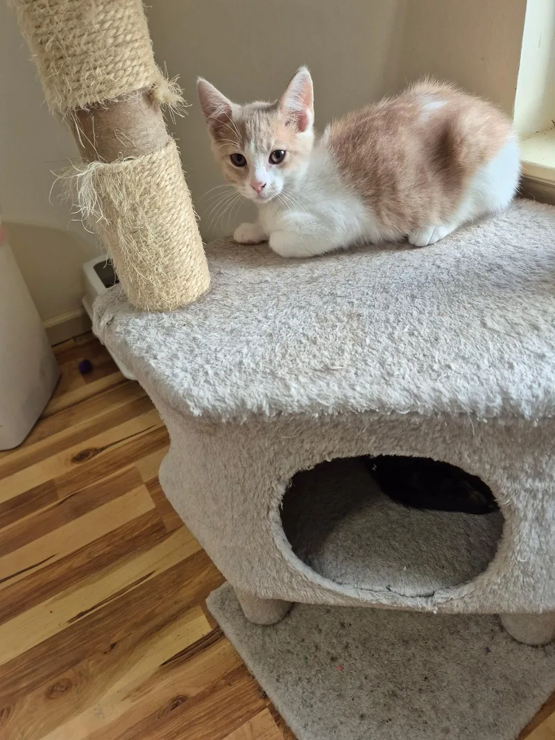 A baby medium-sized male Buff & White Domestic Short Hair cat named Leo for adoption in Philadelphia, PA
