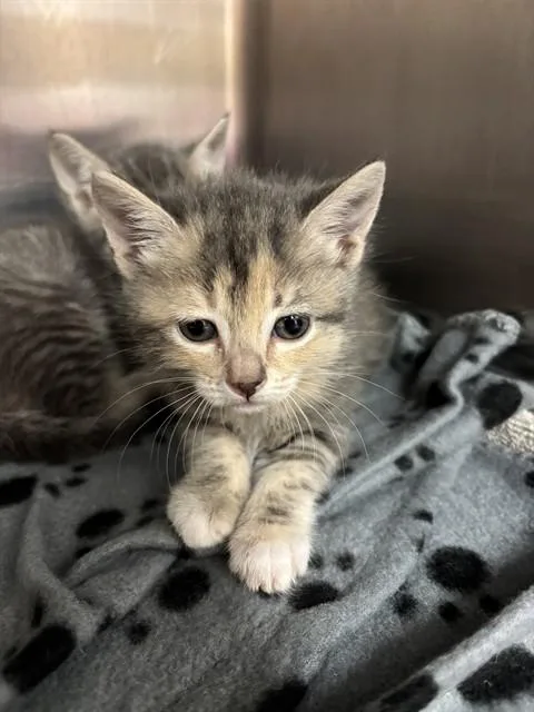 Nala