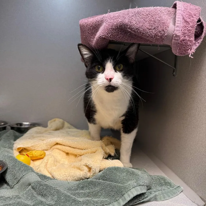A senior extra large-sized male Black Domestic Short Hair cat named Jimothy for adoption in Pittsburgh, PA