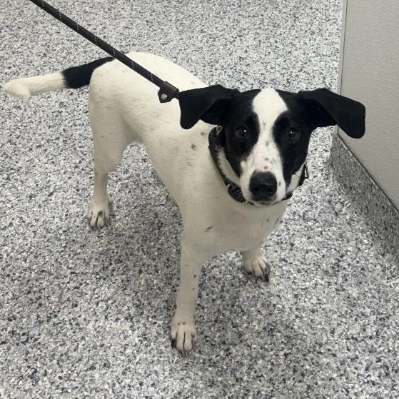 Caruso thumbnail 3