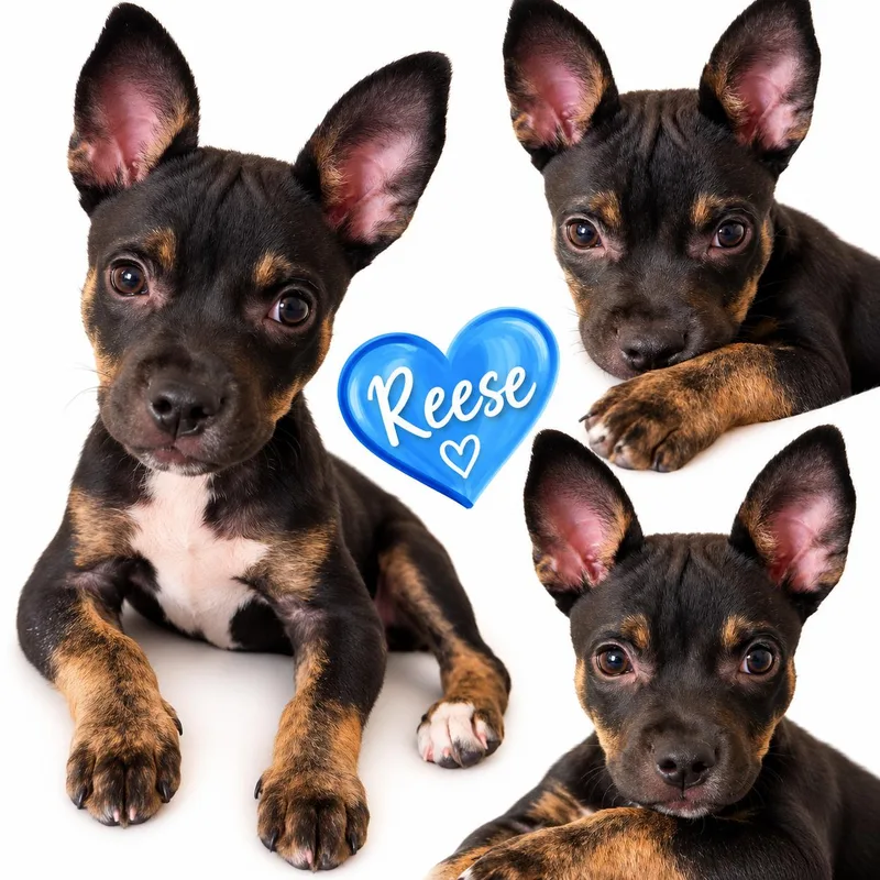 A baby medium-sized male Tricolor (Brown, Black, & White) Rat Terrier dog named Reese for adoption in Woodland Hills, CA