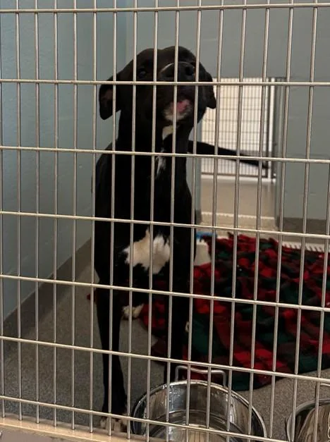 A young large-sized male Pit Bull Terrier dog named Rhymer for adoption in Toledo, OH