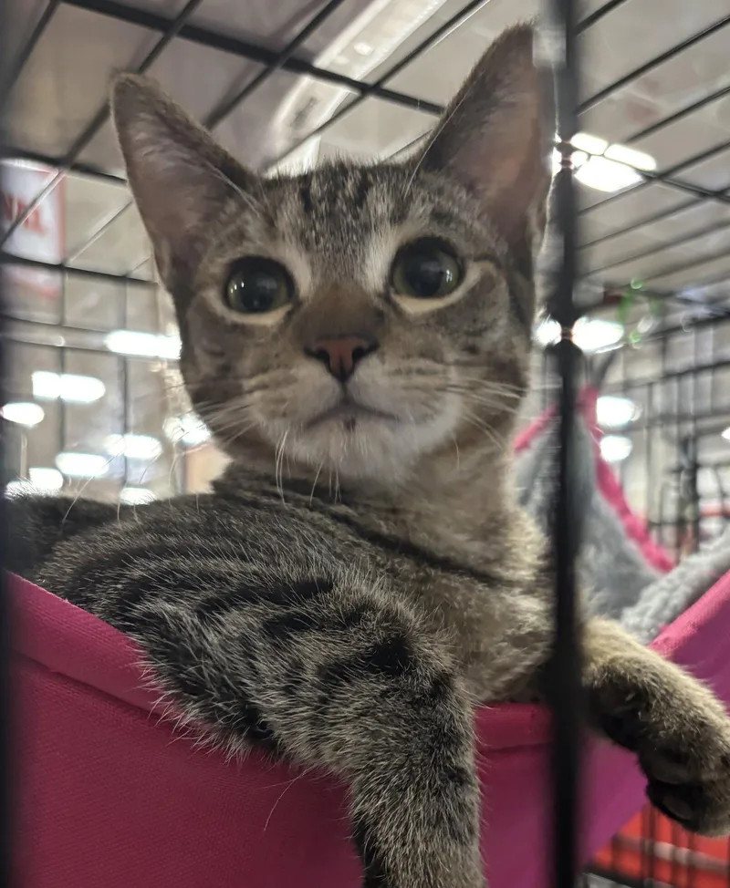 A young medium-sized female Domestic Short Hair cat named Rue for adoption in Morgan Hill, CA