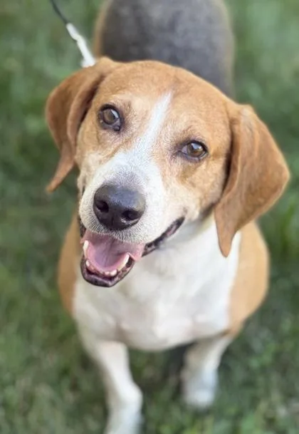 An adult medium-sized male Hound dog named Benson for adoption in Malvern, PA