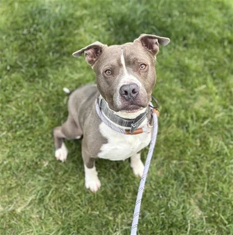 A young large-sized male Pit Bull Terrier dog named Little Man for adoption in Dayton, OH