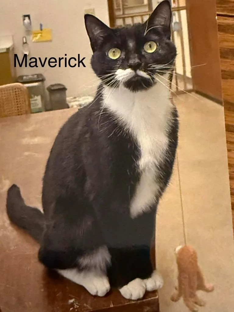 Maverick