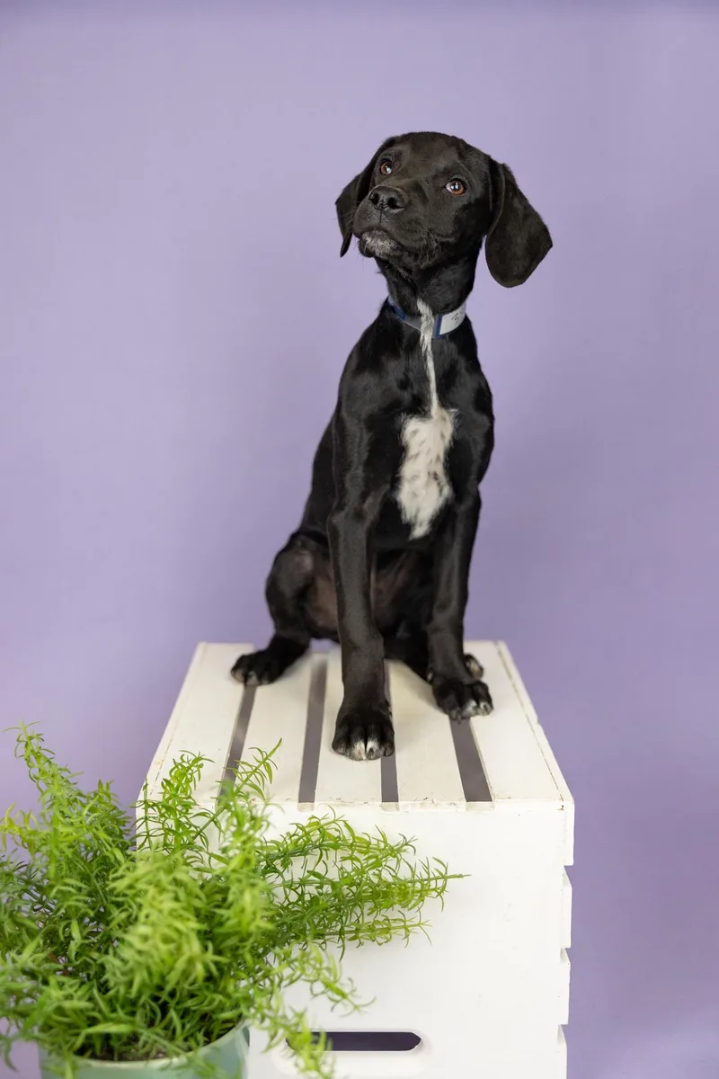 A young medium-sized male Hound dog named 396-26 for adoption in Brighton, CO