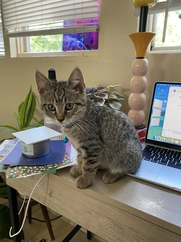 A baby small-sized male Tabby (Brown / Chocolate) Domestic Short Hair cat named Rem for adoption in Nashville, TN