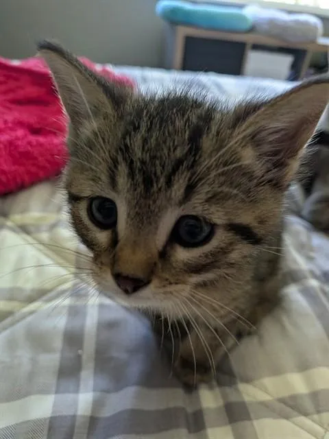 A baby small-sized male Domestic Short Hair cat named Emmit for adoption in Colorado Springs, CO