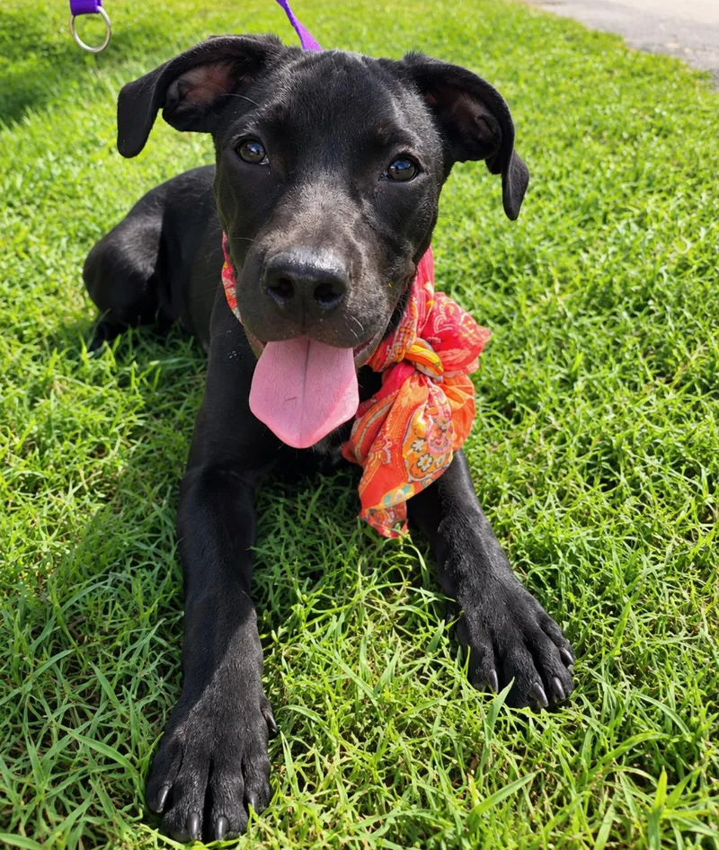 A young medium-sized female Black Labrador Retriever dog named Panther for adoption in TOMBALL, TX