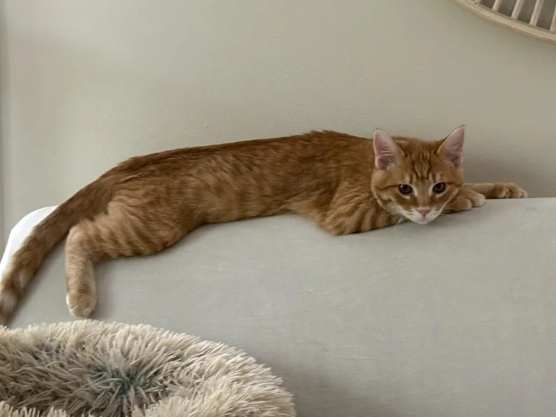 A young medium-sized male Domestic Short Hair cat named Bert for adoption in Reston, VA
