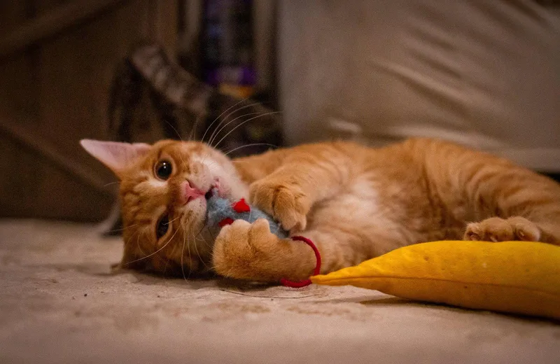 Bert thumbnail 2