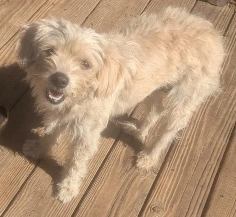 A young small-sized female Border Terrier dog named A'ja Wilson for adoption in Oakland, CA
