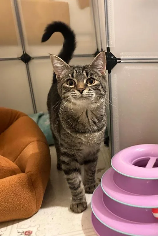 A baby medium-sized female Tabby (Brown / Chocolate) Domestic Short Hair cat named Mayhem for adoption in Kalamazoo, MI
