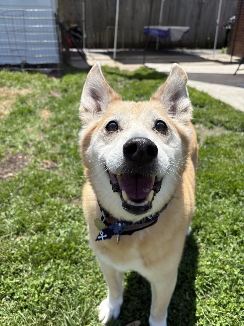 A senior medium-sized male Norwegian Buhund dog named Rex for adoption in Sterling Heights, MI