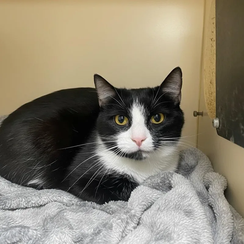 A young medium-sized male Black & White / Tuxedo Domestic Short Hair cat named Sylvester for adoption in Elyria, OH