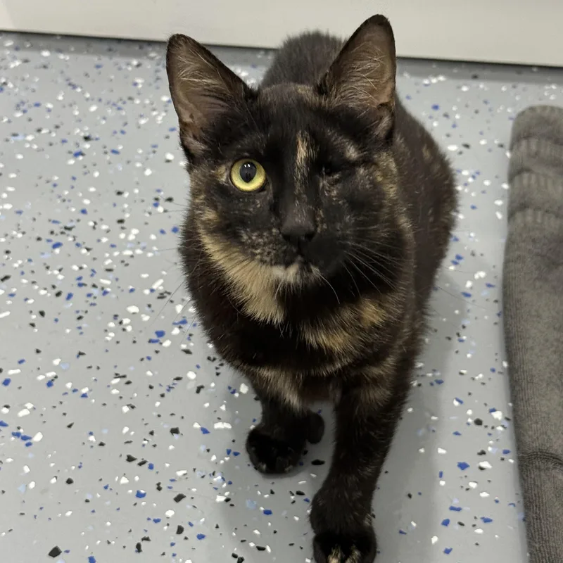 An adult medium-sized female Domestic Short Hair cat named Georgette for adoption in Ardsley, NY