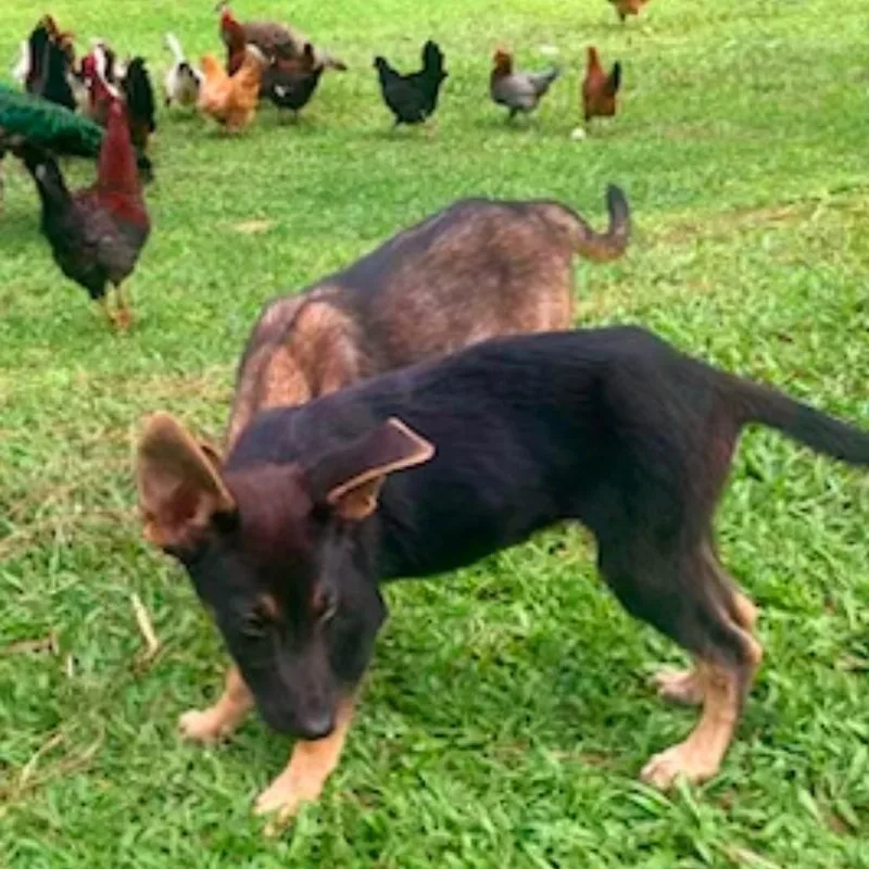 Hanzel "your Buddy." thumbnail 3