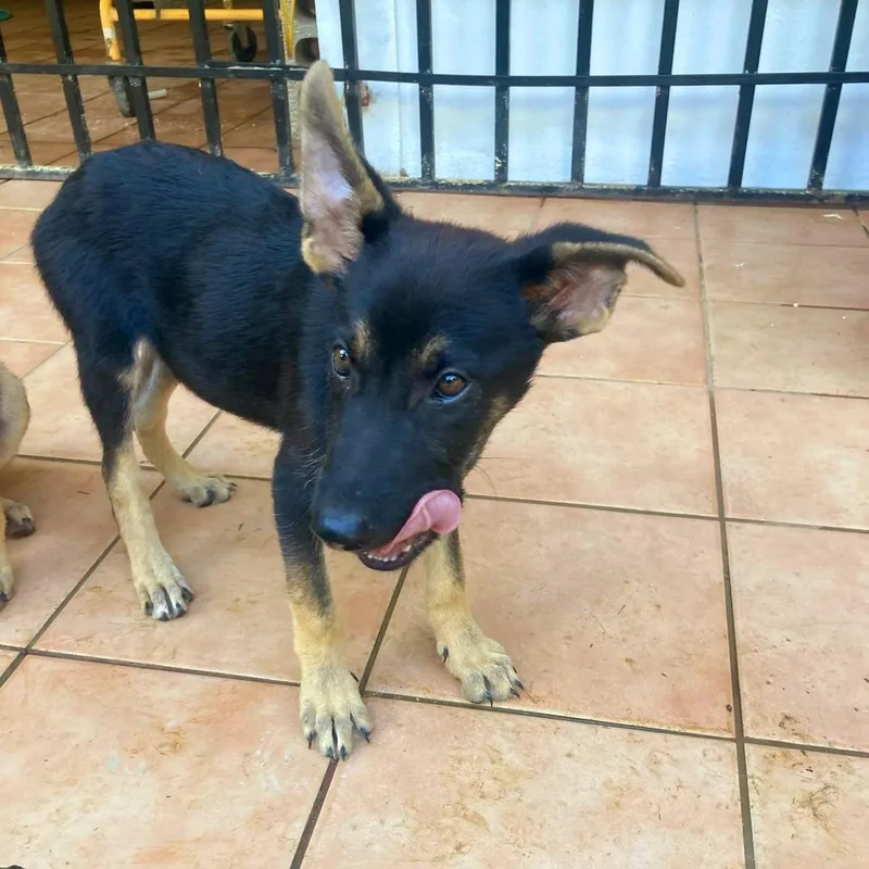 Hanzel "your Buddy." thumbnail 4