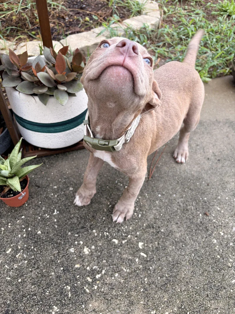 A baby medium-sized female Pit Bull Terrier dog named Salsa for adoption in Saint Augustine, FL