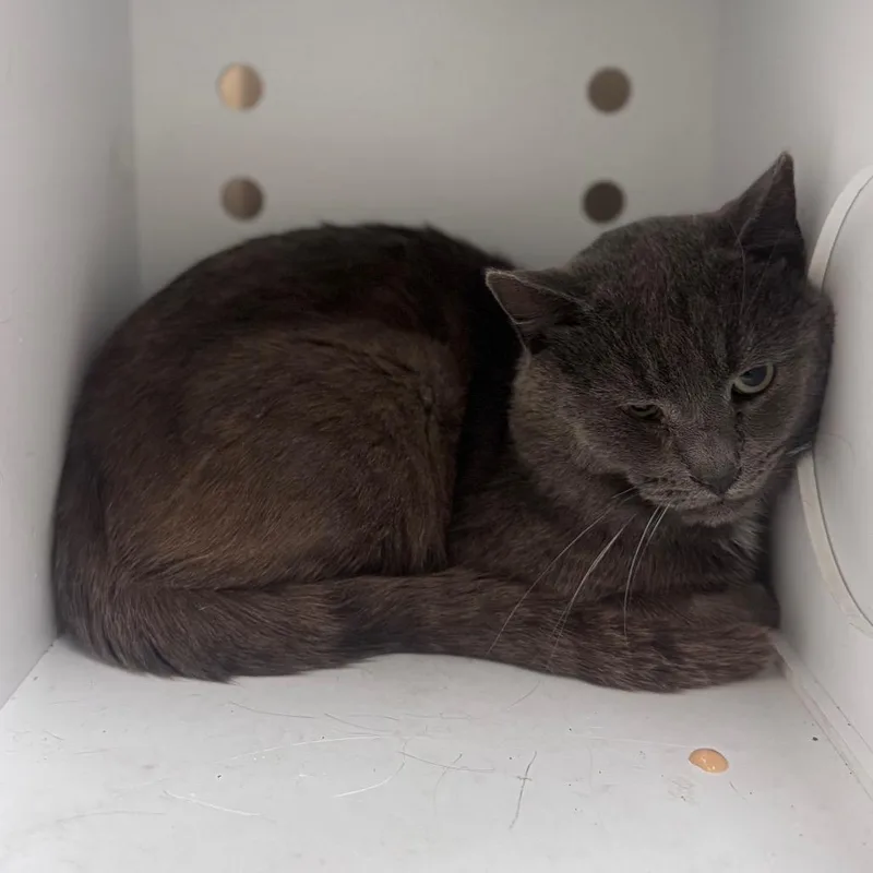 An adult medium-sized male Gray / Blue / Silver Domestic Short Hair cat named Capybara for adoption in Winston-Salem, NC