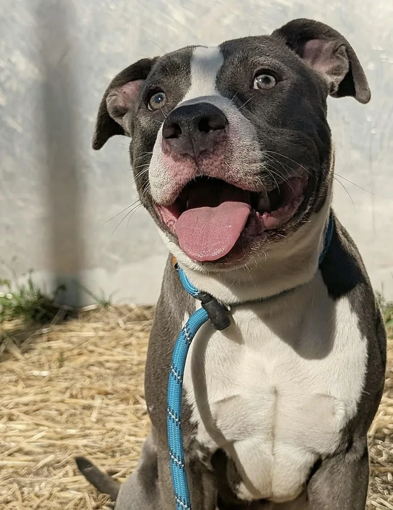 An adult medium-sized male Gray / Blue / Silver Pit Bull Terrier dog named Plymouth for adoption in Chicago, IL