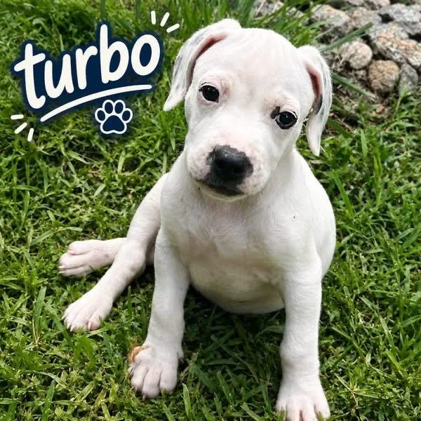 Turbo thumbnail 2