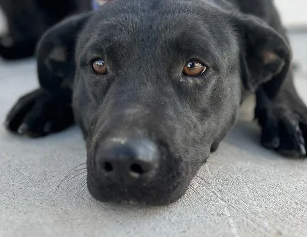 A young large-sized male Shepherd dog named Carbon for adoption in Victorville, CA