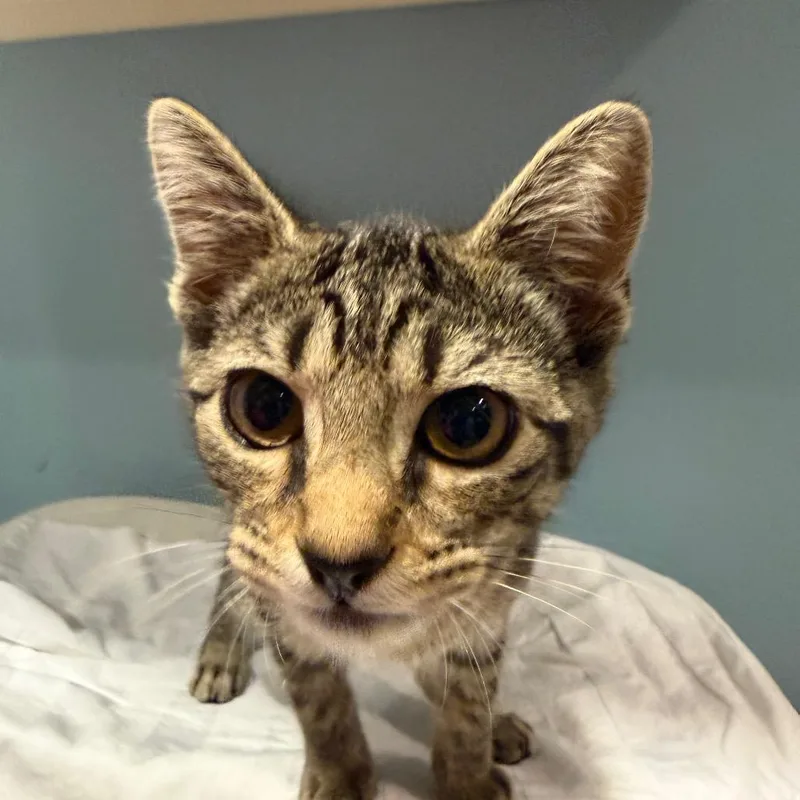 A baby small-sized female Gray / Blue / Silver Domestic Short Hair cat named Rogue for adoption in Chattanooga, TN